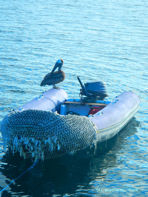 galapagos heron