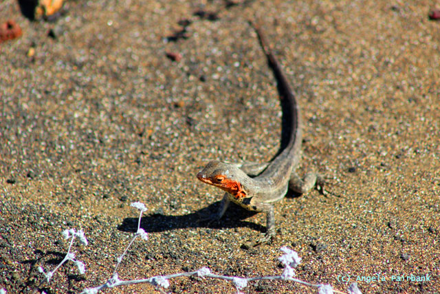 lava lizard