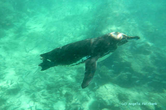 galapagos pelican underwater