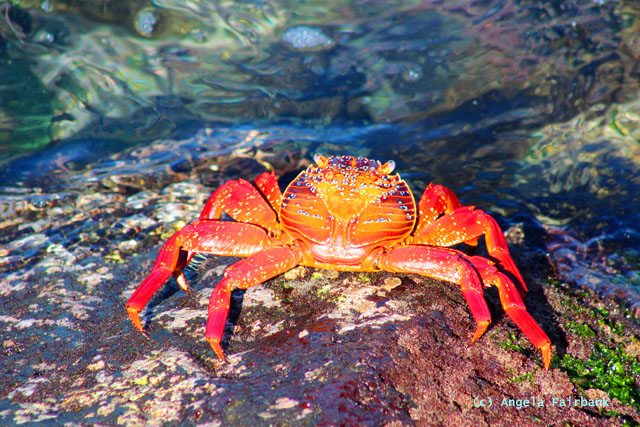  sally lightfoot crab