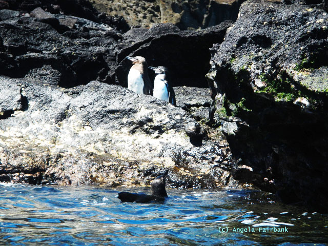 two galapagos pelicans on land and one in the water