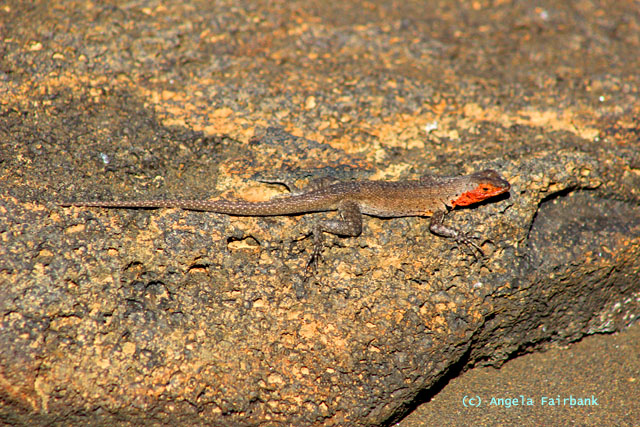 lava lizard