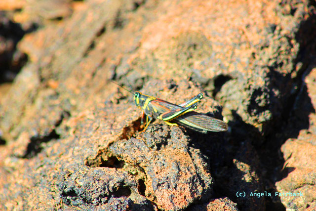 locust