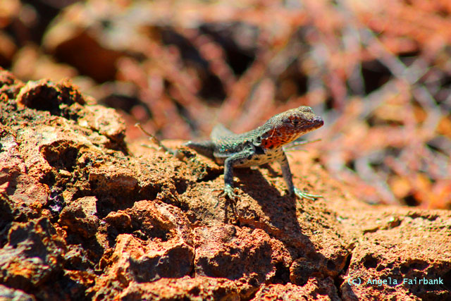lava lizard