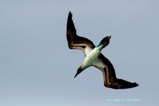blue-footed booby fishing-3
