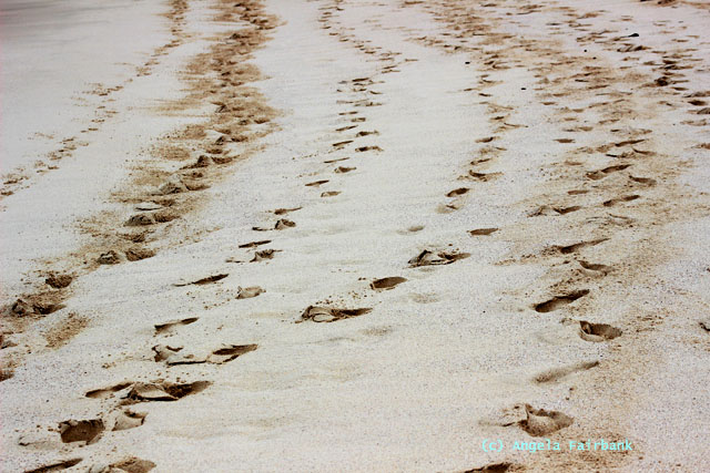 human tracks in sand