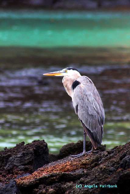great blue heron