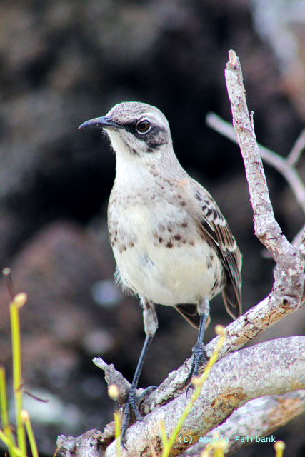 mockingbird