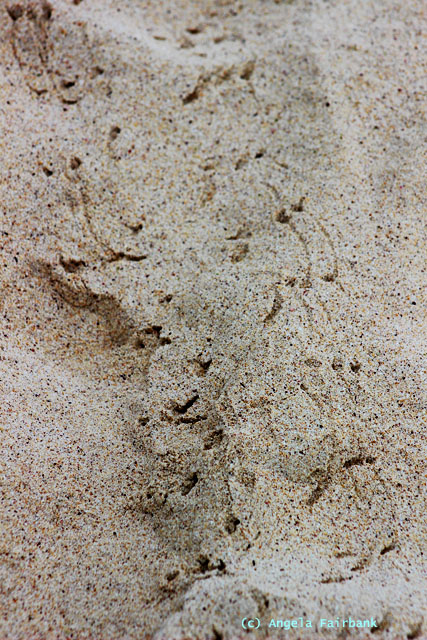small animal tracks in sand