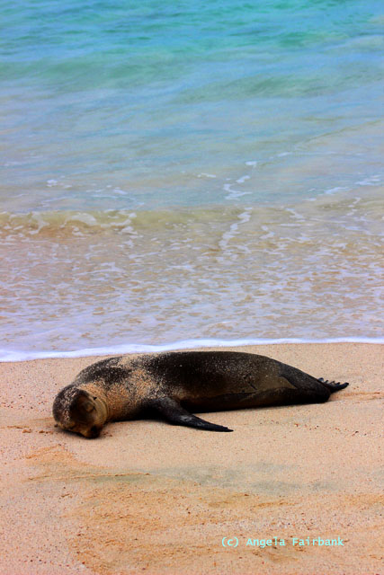 sea lion on beach