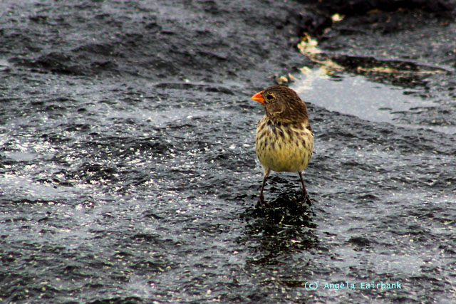 finch