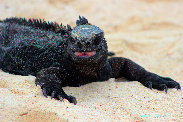 marine iguana