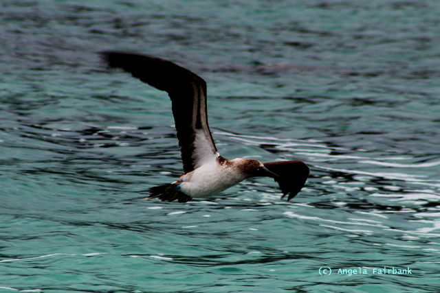 blue-footed booby fishing-1