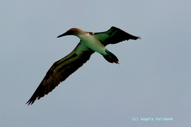 blue-footed booby fishing-2
