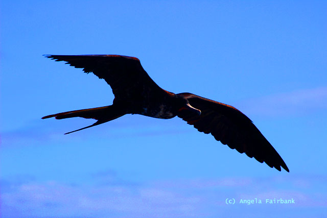 frigate bird in flight