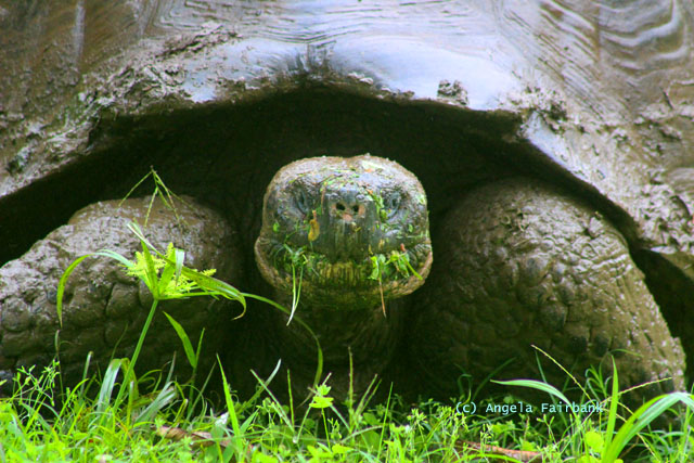 highland giant tortoise-1