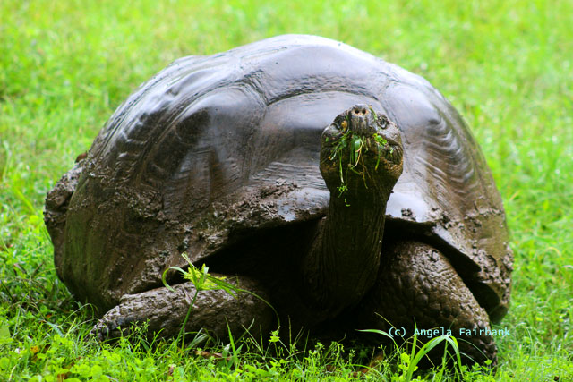 highland giant tortoise-2