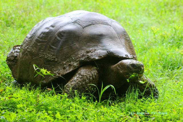 highland giant tortoise-4