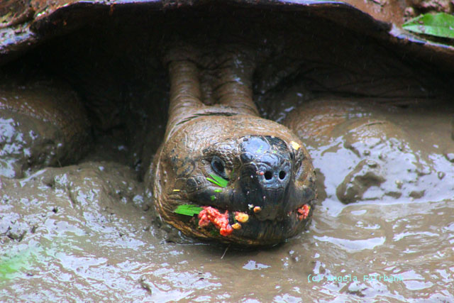 highland giant tortoise-3