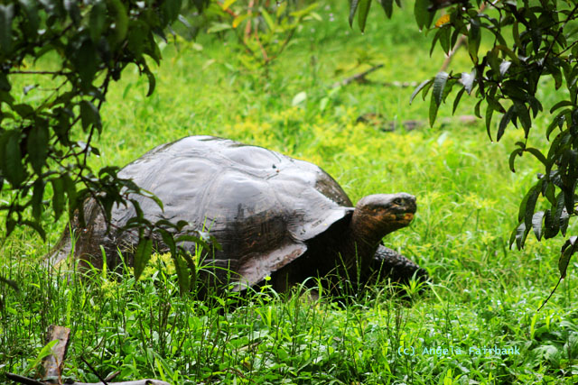highland giant tortoise-5
