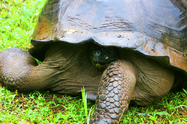 retracted tortoise head