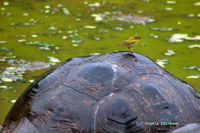 finch on tortoise back