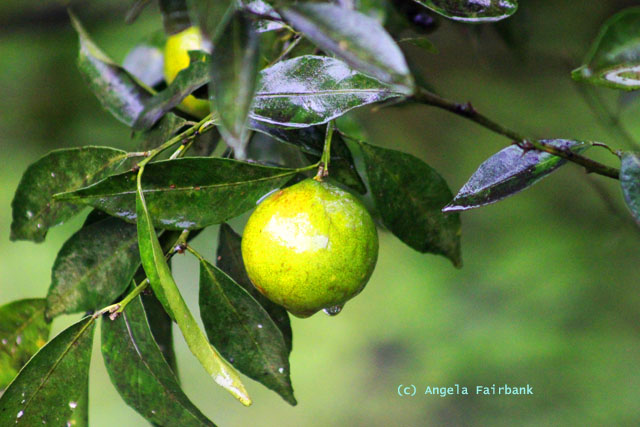 guava
