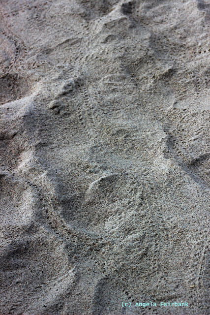 animal tracks in the sand