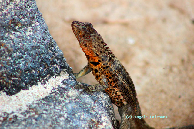 lava lizard