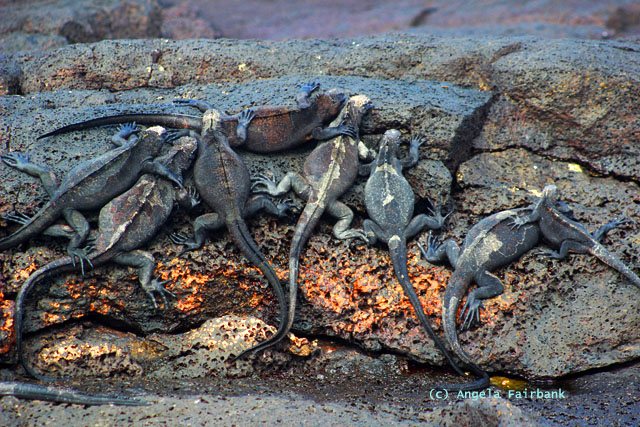 marine iguanas
