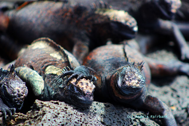 marine iguanas