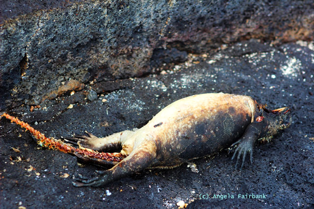 dead marine iguana