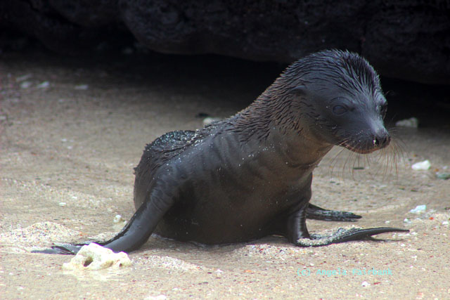 baby sea lion