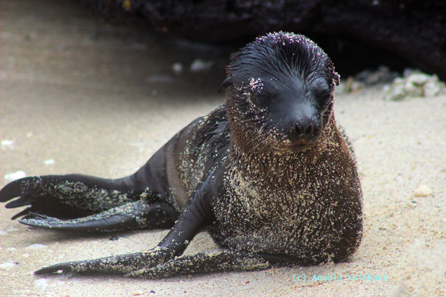 baby sea lion