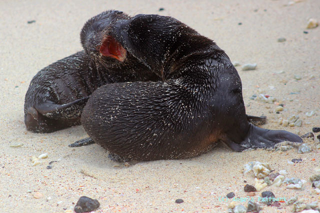 two baby sea lions playing