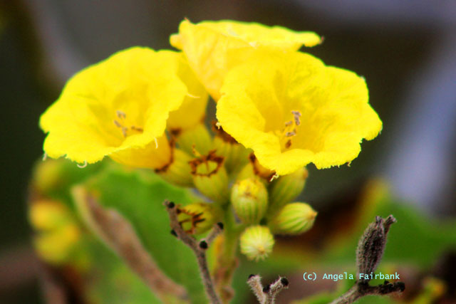 yellow flowers