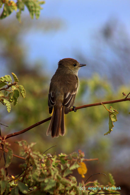 female flycatcher
