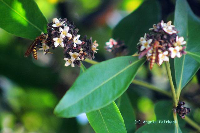 invasive wasps