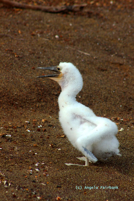 blue-footed booby chick