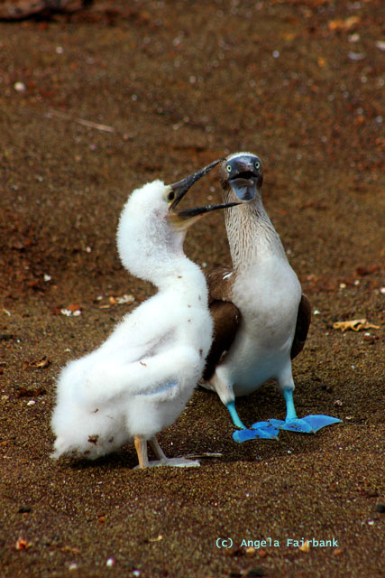 blue-footed booby and chick