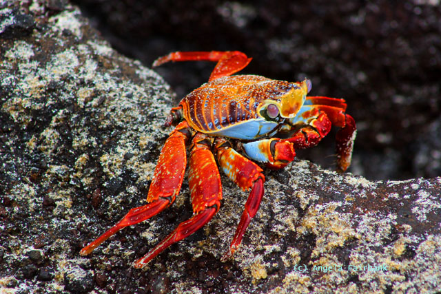 sally lightfoot crab