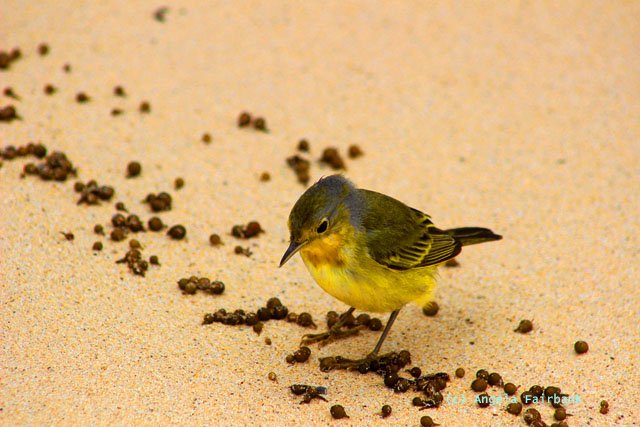 yellow warbler