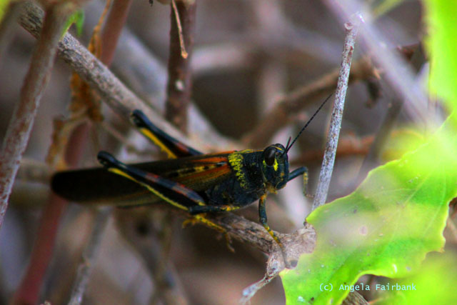 locust