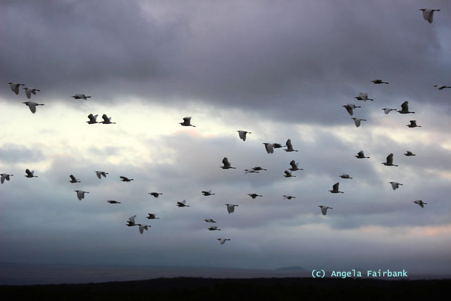 flying egrets