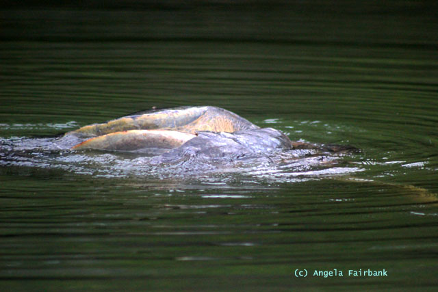 mating sea turtles