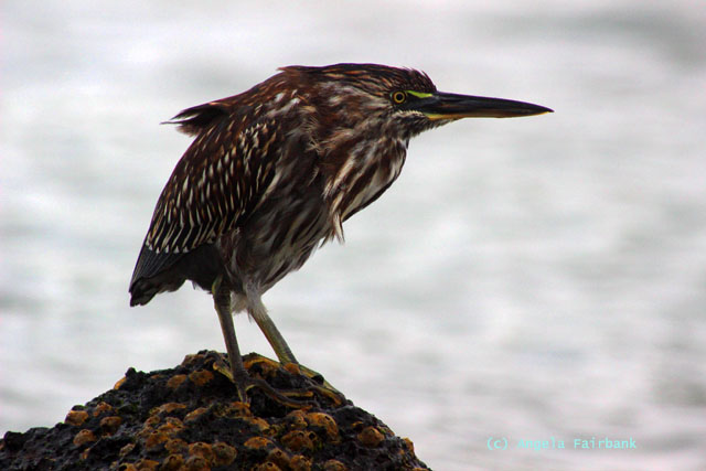 lava heron