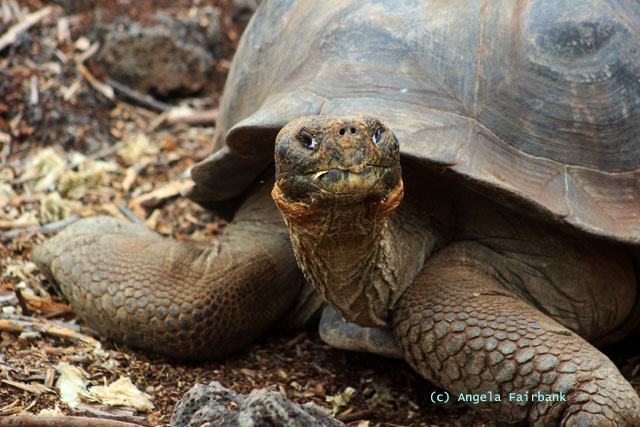 highland giant tortoise