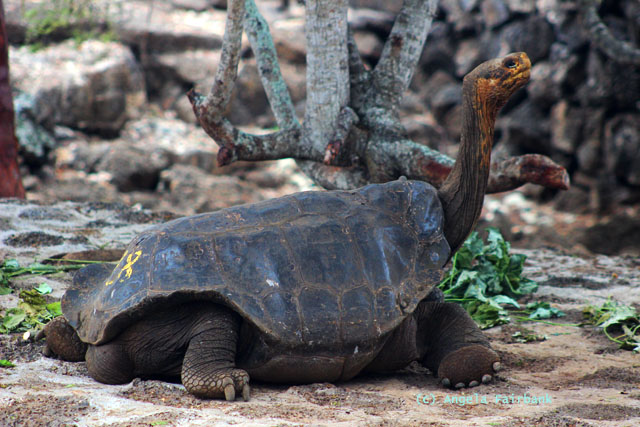 coastal saddleback giant tortoise