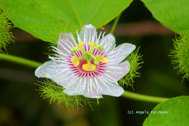 passion flower