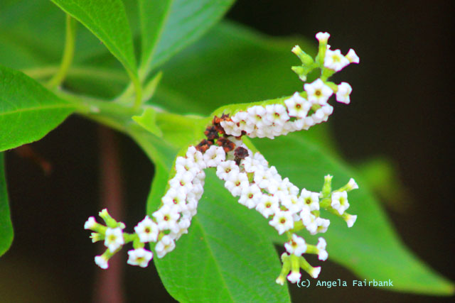 unidentified flower